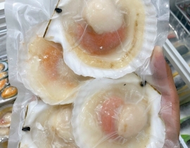 SÒ ĐIỆP NHẬT NỮA MẢNH - LOẠI LỚN 10-12 MẢNH/ KG Net5