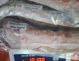 CÁ THÁC LÁC KIM SA - SIZE 3 CON NHIỀU TRỨNG MUỐI