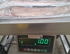 CÁ THÁC LÁC KIM SA - SIZE 3 CON NHIỀU TRỨNG MUỐI