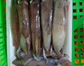 MỰC ỐNG SỐ 6,5 ( 20-25 CON/KG ) VỈ 500G ĐỦ KG