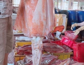 MỰC LÁ ĐẠI DƯƠNG