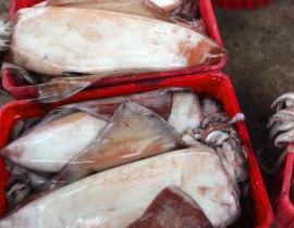 MỰC LÁ ĐẠI DƯƠNG