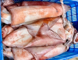 MỰC LÁ ĐẠI DƯƠNG