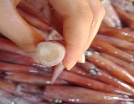 MỰC TRỨNG A 12 -15 UP