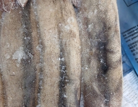 MỰC ỐNG ILEX 200-300G BAO XANH 