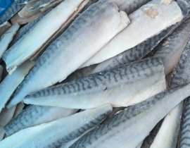 CÁ SABA NAUY FILLET ( THU NHẬT FILLET )