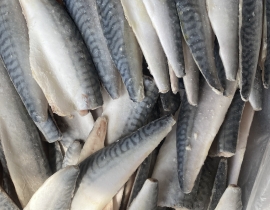 CÁ SABA NAUY FILLET ( THU NHẬT FILLET )