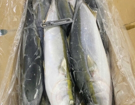 CÁ CAM NHẬT 6 CON THÙNG 15 KG