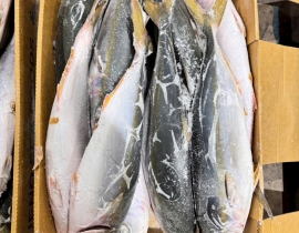 CÁ CAM NHẬT 6 CON THÙNG 15 KG