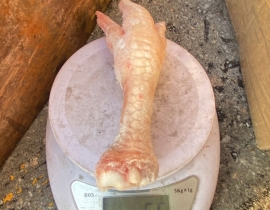 CHÂN GÀ LỚN 50G UP HÀNG LỰA