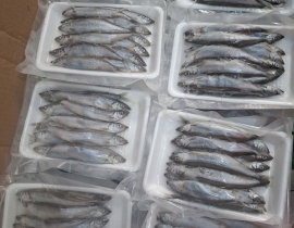 CÁ TRỨNG RA VỈ 500G 50% CÁ CÁI