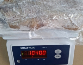 MỰC LÁ VIỆT NAM SIZE 500UP IQF ĐỦ KG