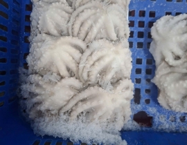 BẠCH TUỘC  NHỎ 20-40 con