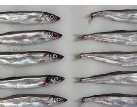 CÁ TRỨNG 8 CON