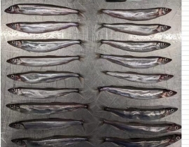 CÁ TRỨNG 8 CON