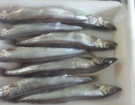 CÁ TRỨNG 8 CON