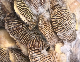 THỊT ỐC GIÁC HÀNG NGUYÊN THÙNG