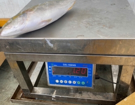 CÁ CAM NHẬT UENO 700-1200. THÙNG 15KG