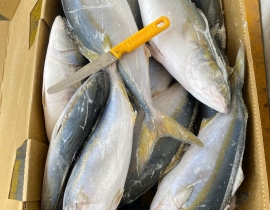 CÁ CAM NHẬT UENO 700-1200. THÙNG 15KG