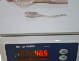 MỰC TRỨNG 12UP LÀM SẠCH TÚI 5KG ĐỦ KG
