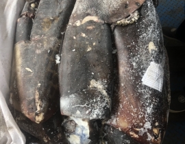 MỰC XÀ ĐẠI DƯƠNG