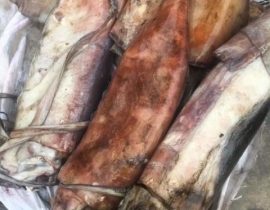 MỰC XÀ ĐẠI DƯƠNG