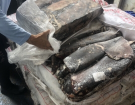 MỰC XÀ ĐẠI DƯƠNG