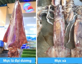 MỰC XÀ ĐẠI DƯƠNG
