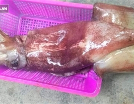 MỰC XÀ ĐẠI DƯƠNG