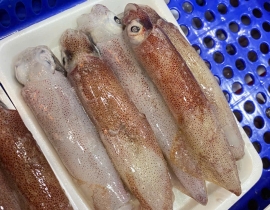 MỰC ỐNG MINO 10-12 CON / KG