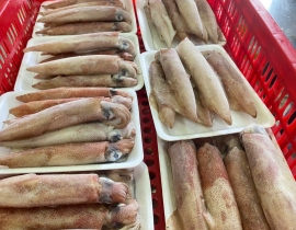 MỰC ỐNG MINO 10-12 CON / KG