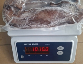 RÂU MỰC TƯƠI ĐẠI DƯƠNG VỈ 1KG N8 (ĐÃ BAO GỒM MẠ BĂNG)
