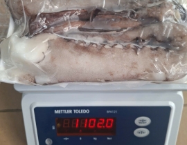 RÂU MỰC TƯƠI ĐẠI DƯƠNG VỈ 1KG N8 (ĐÃ BAO GỒM MẠ BĂNG)