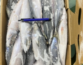 CÁ SABA ĐÀI LOAN  SIZE 400-600