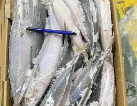 CÁ SABA ĐÀI LOAN  SIZE 400-600