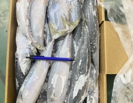 CÁ SABA ĐÀI LOAN  SIZE 400-600