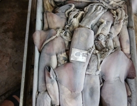 MỰC XÀ SIZE LỚN 20 CM UP ( 250G UP/CON)