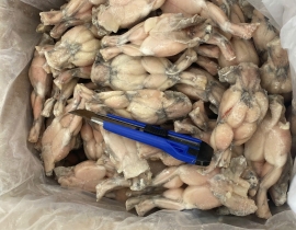 ĐÙI ẾCH LỚN NL
