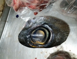 MẮT CÁ NGỪ LOẠI 1