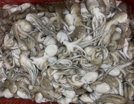 BẠCH TUỘC  NHỎ 20-40 con