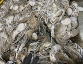 BẠCH TUỘC  NHỎ 20-40 con