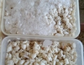 THỊT MÌNH GHẸ