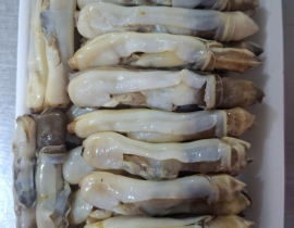 THỊT ỐC MÓNG TAY KHAY 500G ĐỦ KG