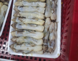 THỊT ỐC MÓNG TAY KHAY 500G ĐỦ KG