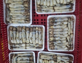 THỊT ỐC MÓNG TAY KHAY 500G ĐỦ KG