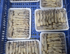 THỊT ỐC MÓNG TAY KHAY 500G ĐỦ KG