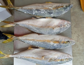 CÁ CAM HÀN QUỐC 700/1200G THÙNG 20 KG 