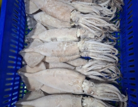 MỰC ÔNG ILEX ĐÔNG IQF SIZE 200-300G - 10 KG 