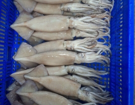 MỰC ÔNG ILEX ĐÔNG IQF SIZE 200-300G - 10 KG 