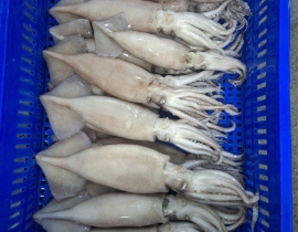 MỰC ÔNG ILEX ĐÔNG IQF SIZE 200-300G - 10 KG 
